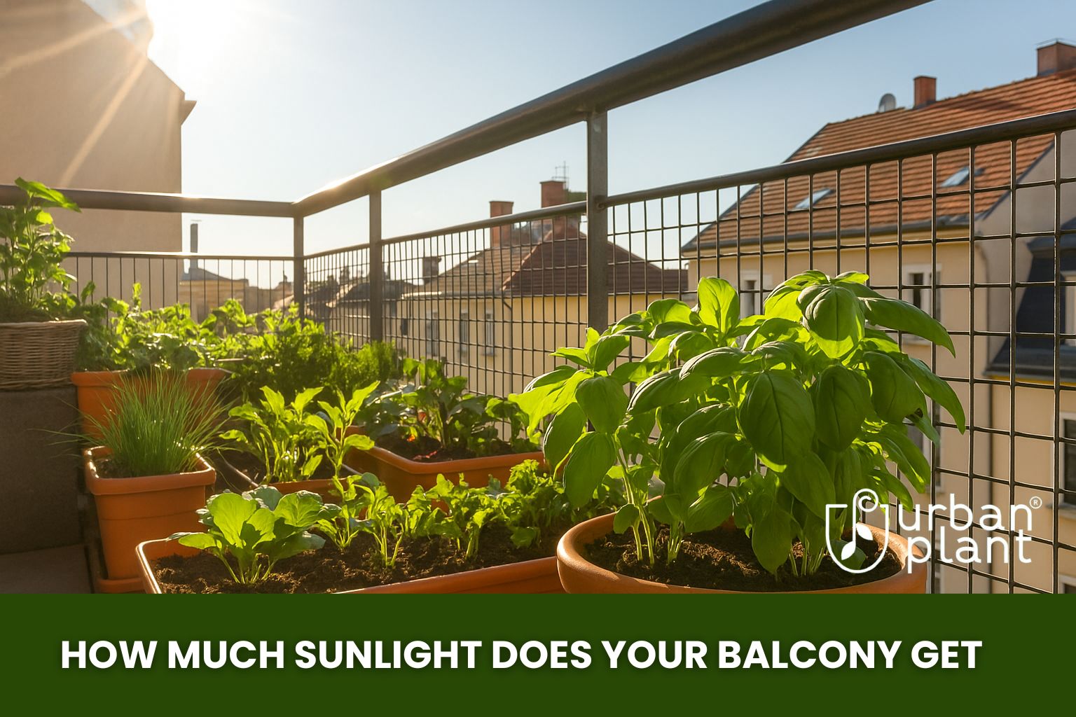 Urban Plant balcony garden in bright sunlight, showing potted herbs and vegetables — how much sunlight does your balcony get for ideal plant growth